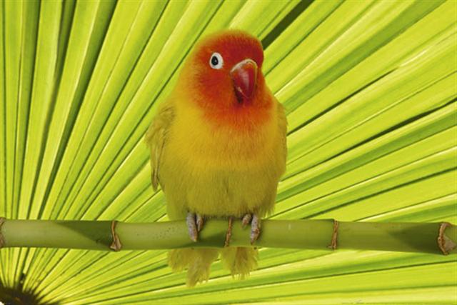 Marcos para cuadros laminas enmarcados, Yellow bird
